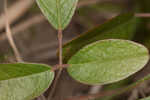 Eastern milkpea